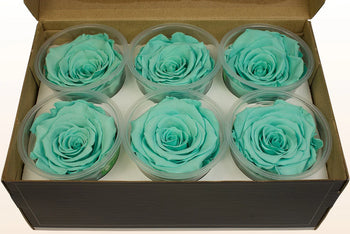 Box of six medium turquoise preserved rose heads in clear plastic containers, long-lasting Ecuadorian natural flowers without stems