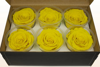 Box of 6 vibrant yellow Ecuadorian preserved rose heads in clear containers
