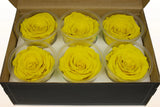 Load image into Gallery viewer, Box of 6 vibrant yellow Ecuadorian preserved rose heads in clear containers