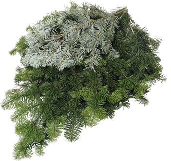 SILVER FIR