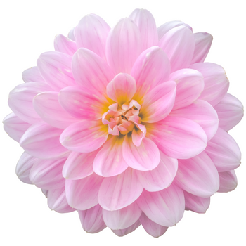 Close-up of a fresh pink dahlia flower with soft petals and yellow center, vibrant and elegant bloom ideal for gifting, weddings, and home decor.