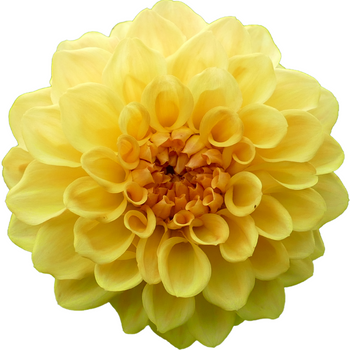 Close-up of a fresh-cut Dahlias Peach Yellow flower with vibrant, intricate petals in a bold summer bloom
