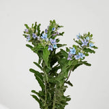 Load image into Gallery viewer, tweedia blue fresh cut flower