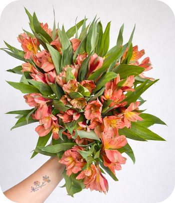 ALSTROEMERIA ORANGE