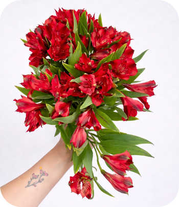 ALSTROEMERIA RED