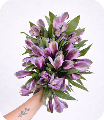 ALSTROEMERIA PURPLE