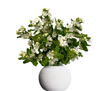 White Tweedia flower bouquet with delicate white blooms and green leaves in a white textured vase