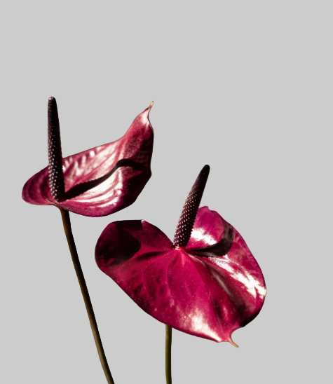 anthurium burgundy White Anthuriums for Elegant Wedding Bouquets