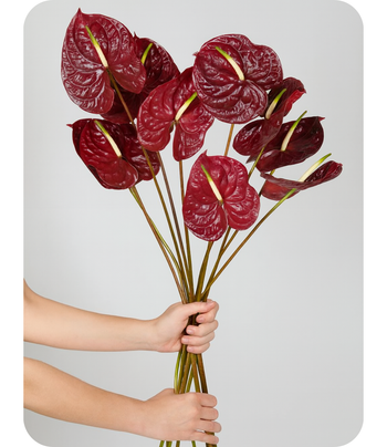 Anthurium Maravilla LG Burgundy Purple
