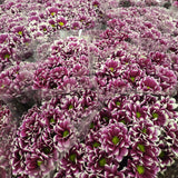 Load image into Gallery viewer, Chrysanthemum Daisy Purple Handsome