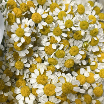 Close-up of delicate white and yellow Feverfew flowers with small daisy-like blooms, perfect for DIY wedding bouquets and centerpieces