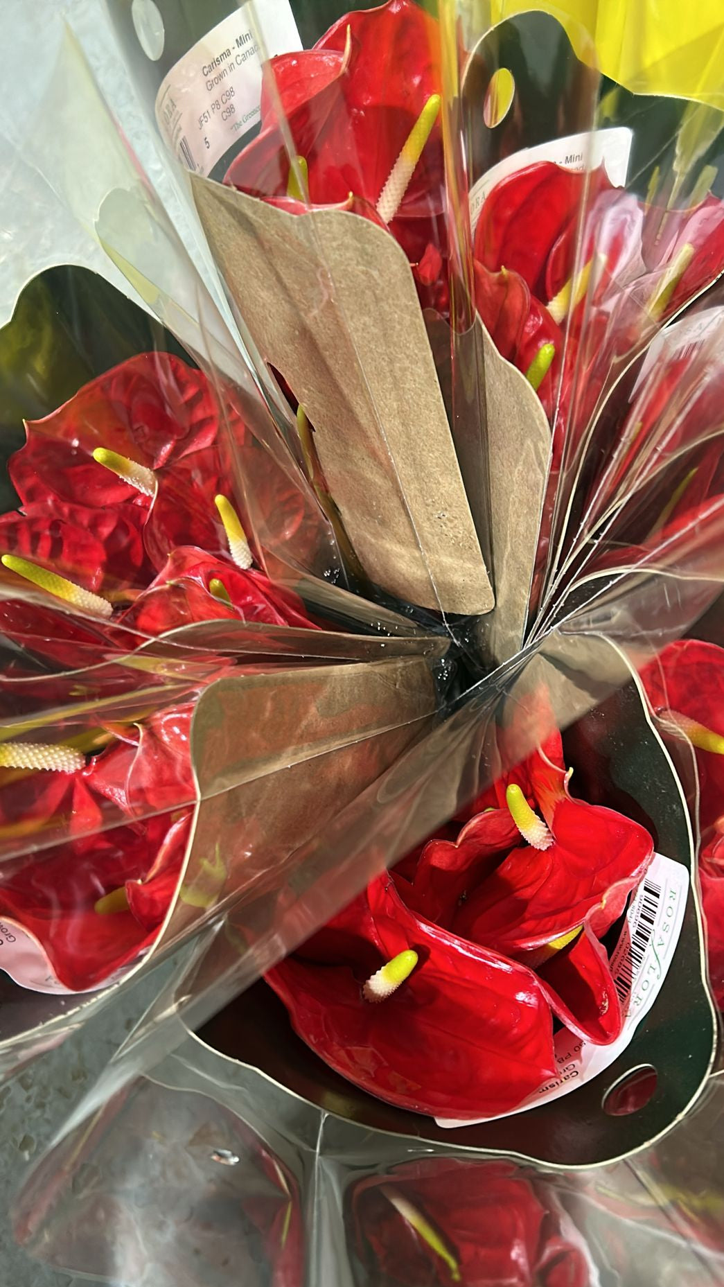 anthurium party favors Red Anthurium