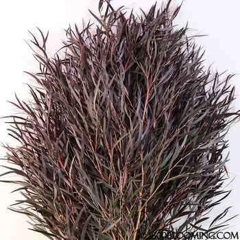 Agonis foliage with feathery dark reddish-burgundy leaves, grower's grade bunch with 10+ stems