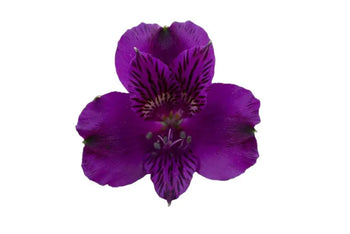 Single Lavander Peruvian Lily (Alstroemeria)-bloombybunches.ca