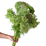 Load image into Gallery viewer, AMMI MAJUS GREEN - GREEN / 60CM - 10 stems per bunch