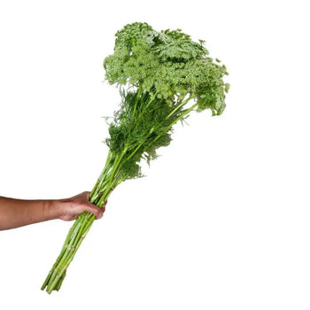 AMMI MAJUS GREEN - GREEN / 60CM - 10 stems per bunch