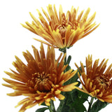 Load image into Gallery viewer, CHRYSANTHEMUM ANASTASIAS (SPIDER) BRONZE