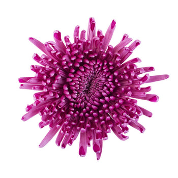 Purple Spider Anastasia Mum flower with distinctive long, thin, tubular petals radiating from the center