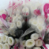 Load image into Gallery viewer, CHRYSANTHEMUM ANASTASIA (SPIDER) WHITE