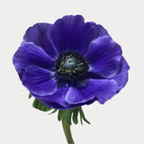 Load image into Gallery viewer, ANEMONE BLUE - Blue / 30-40CM / 10 - Fresh Cut Flowers