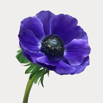 ANEMONE BLUE - Blue / 30-40CM / 10 - Fresh Cut Flowers