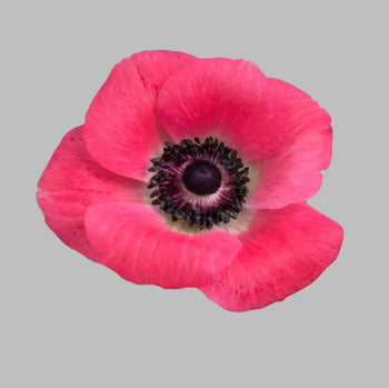 Single Medium Pink Anemone - bloombybunches.ca