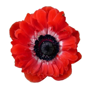Single Red Anemone - bloombybunches.ca