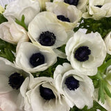 Load image into Gallery viewer, ANEMONE WHITE - White / 30-40CM / 10 - Fresh Cut Flowers