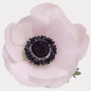 White Anemone for DIY Wedding & Event floral arrangements 