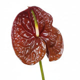 Load image into Gallery viewer, Anthurium Chocolate