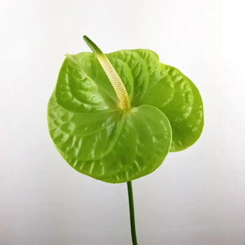 Anthurium Green - Green / 5 - Fresh Cut Flowers
