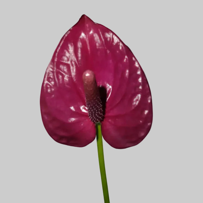anthurium maravilla White Anthuriums for Elegant Wedding Bouquets