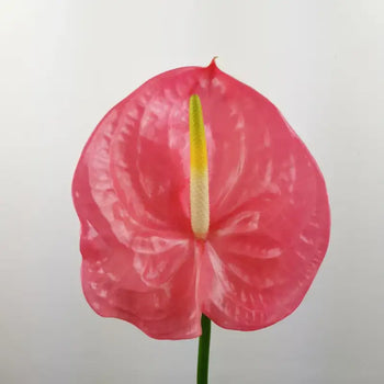 Anthurium Pink - Pink / 5 - Fresh Cut Flowers