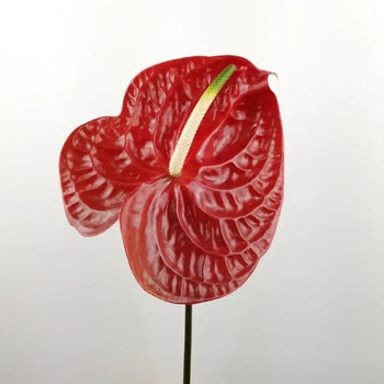 Anthurium Red - Red / 5 - Fresh Cut Flowers