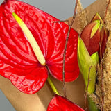 Load image into Gallery viewer, Anthurium Red - Red / 5 - Fresh Cut Flowers