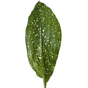 Milky way Aspidistra leaf with green foliage and white speckled patterns, used as long-lasting filler greenery for floral arrangements