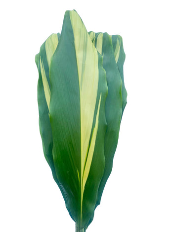 Variegated Aspidistra leaf with green and yellow stripes for floral arrangements
