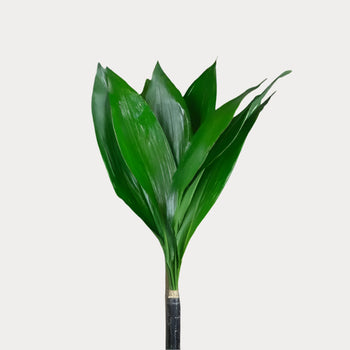 ASPIDISTRA - bloombybunches