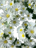Load image into Gallery viewer, ASTER White Bouquet- bloombybunches.ca