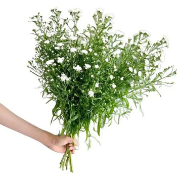 ASTER White Bouquet- bloombybunches.ca