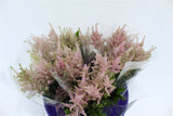 Load image into Gallery viewer, Astilbe Pink