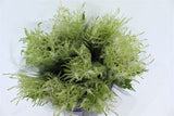 Load image into Gallery viewer, Astilbe White