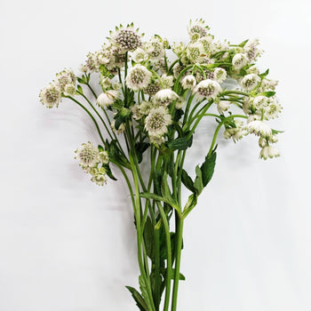 Bundle of 10 stems Astrantia Billion Stars White with delicate star-shaped white blooms and green foliage