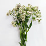 Load image into Gallery viewer, Bundle of 10 stems Astrantia Billion Stars White with delicate star-shaped white blooms and green foliage
