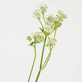 Load image into Gallery viewer, Astrantia Billion Stars White