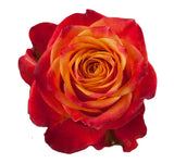 Load image into Gallery viewer, ATOMIC ORANGE ROSE - bloombybunches