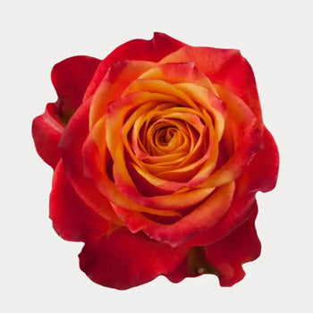 ATOMIC ORANGE ROSE - bloombybunches