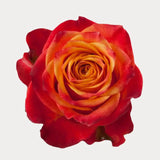Load image into Gallery viewer, ATOMIC ORANGE ROSE - bloombybunches