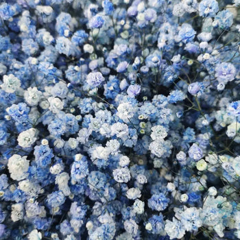 BABY'S BREATH (GYPSOPHYILIA) BLUE 250g - bloombybunches