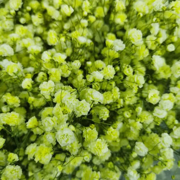 Close-up of Green Baby's Breath (Gypsophila) flower filler